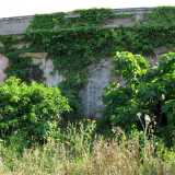 Ovunque foglie verdi nate spontaneamente sulle mura rossastre coprono l�intonaco e i mattoni consunti dal tempo